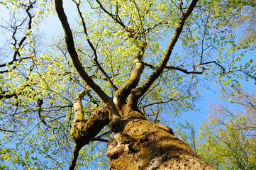 Eiche im Frühjahr