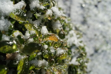 Close up of frozen and snow-covered boxwood leaves