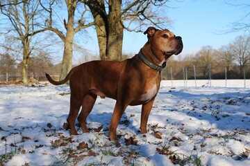 beautiful brown old english bulldog is standing in the garden in the snow