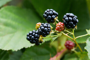 Black raspberry (Rubus occidentalis) - wild growing berries ripening near the forest, closeup