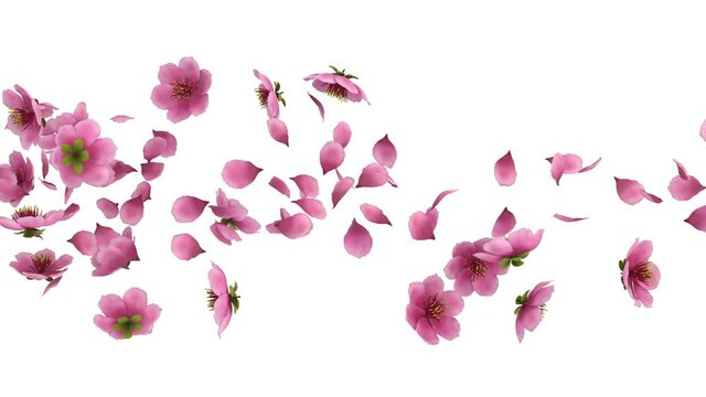 3D animation of a pink cherry sakura flower petals flow with alpha layer