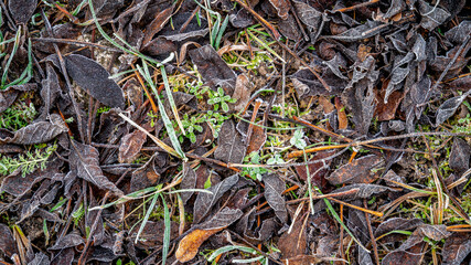  frozen old brown fallen leaves, wallpaper background