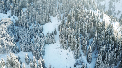 Snow forest in the mountains, above the clouds. View from above, from the drone. Coniferous trees are covered with snow. Clouds float along the gorge. Snowy hills and Sunny day. Tourists in mountains