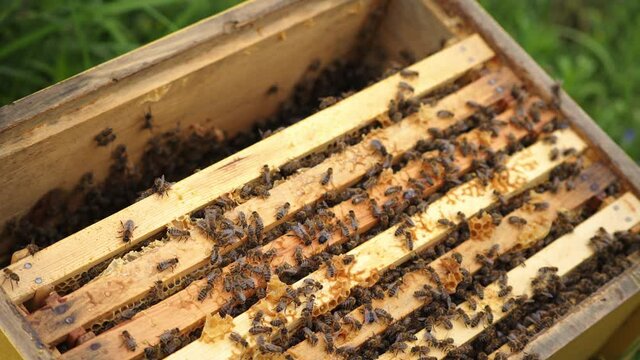 honey bees on honeycomb in apiary in summertime