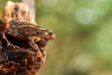The Swamp Frog with The Rough Skin