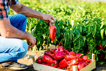 Gardening. Man picking paprika in the garden, close up photo. Agricultural concept