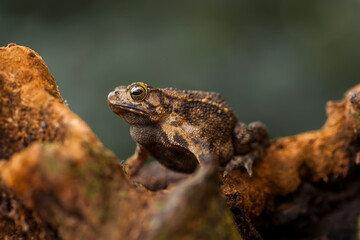 The Swamp Frog with The Rough Skin