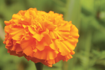 orange dahlia flower