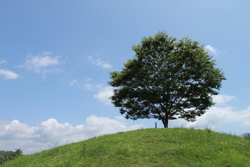 丘の上の一本の木と青空
