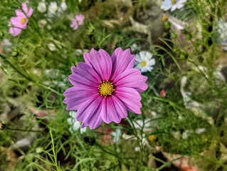Obraz premium Purple cosmos bipinnatus or mexican aster flower has bloomed in garden