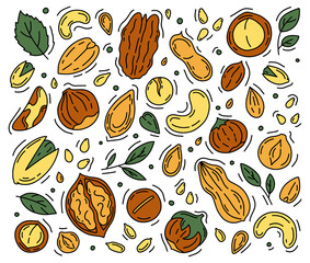 Nuts and Seeds set of vector icons in the Doodle style. Walnuts, macadamia, hazelnuts and peanuts isolated on a white background.