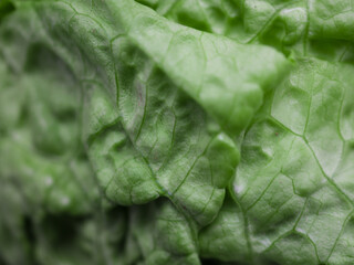 Textured background of organic lettuce close up