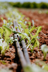 cultivo en el campo con riego por goteo