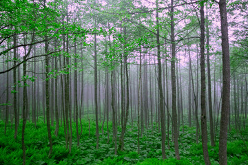 Green fog, Green grove, Uzungol, Longlake