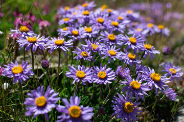 Spring Flowering in the Mountains