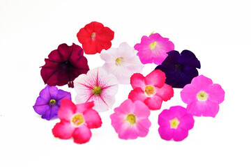 Petunia flowers isolated on white
