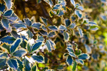 Bushes in the park. Close up of hedges.