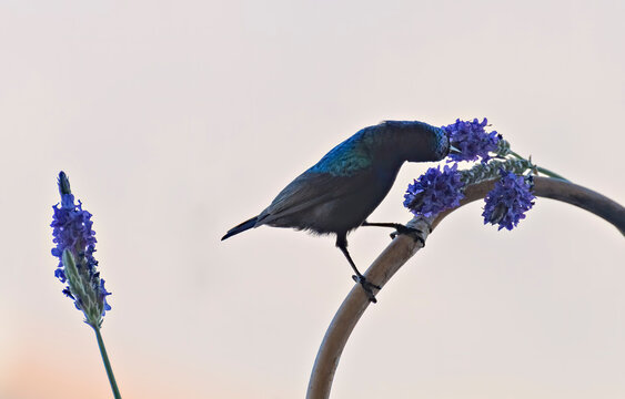 Palestine sunbird or Nectarinia Palestine, scientific name is Cinnyris osea