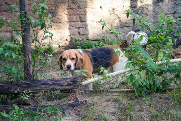 Ra&ccedil;a Beagle. 