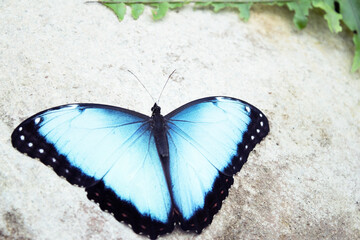 Morpho peleides butterfly on a rock with open wings