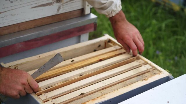 Beekeeper is working with bees and beehives on the apiary. Beekeeper on apiary.