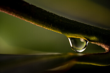 Goccia e natura