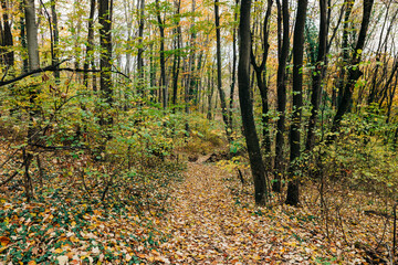View of the forest in autumn