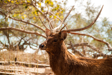 A close-up of a male Javan Rusa deer (Rusa timorensis) at West Bali National Park by the sea 