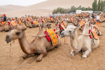 Camels