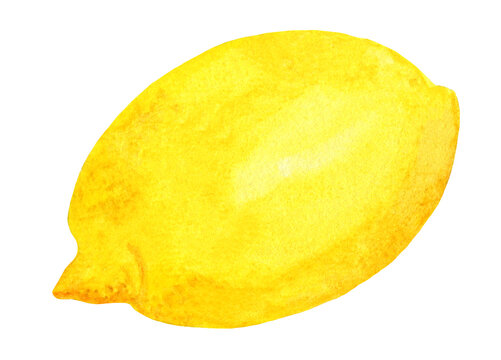 Watercolor lemon isolated on white background. Yellow citrus fruit, side view