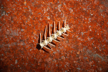 Dry fish bone lying on red pavement