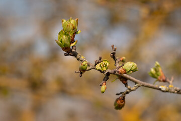 Knospen und frische Triebe und Blätter im Frühling an einem Zweig an einem Baum - freigestellte Nahaufnahme