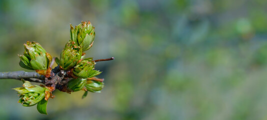 Banner / Deko / Web / Panorama: Frische grüne Triebe / Blätter / Knospen im Frühling an einem Zweig in der Natur