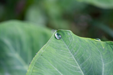 Gota de água na planta. 