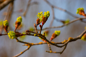 Frische Triebe und Knospen im Fr&uuml;hling an einem Zweig eines Baums in der Natur - Nahaufnahme vor einem nat&uuml;rlichen Hintergrund freigestellt