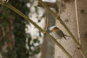 Rotkehlchen im Wald
