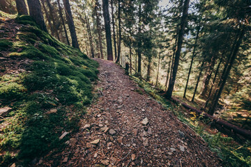 A dirt path in a forest