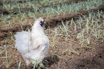 Silkie chicken. A beautiful silkie (silky) chicken on a grass background