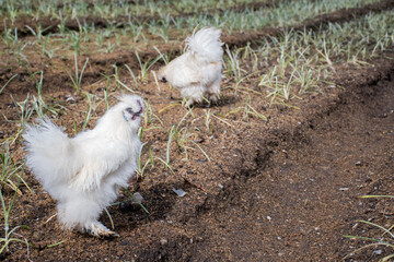 Silkie chicken. A beautiful silkie (silky) chicken on a grass background