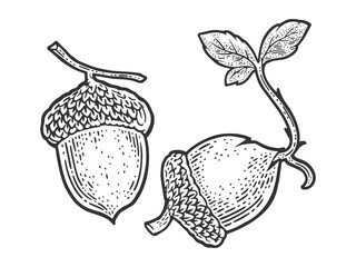 sprouted acorn sketch engraving vector illustration. T-shirt apparel print design. Scratch board imitation. Black and white hand drawn image. © Oleksandr Pokusai