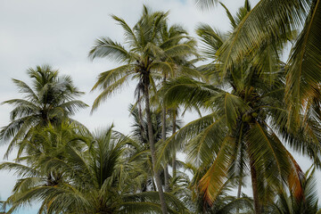 Fototapeta na wymiar palm trees of the caribbean coast