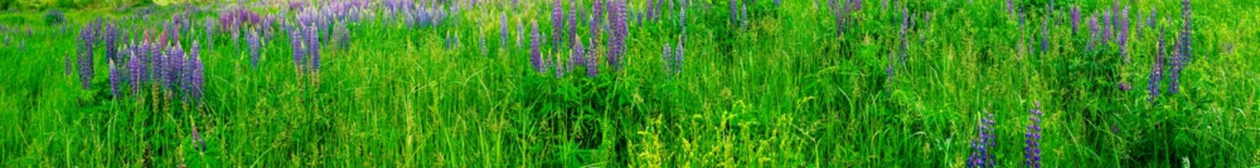 Bouquet of lupine summer flower background. Lupine fields with pink, purple and blue flowers. Beautiful wildlife, sunny summer. Panorama of blue flowers