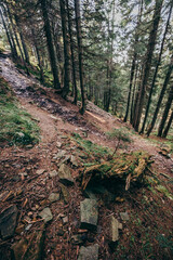 A close up of a rock next to a forest