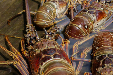 three freshly caught lobsters in a wooden boat