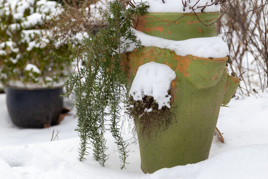 Hang Rosemary And Thyme In Old Terracotta Pot In The Winter Snow