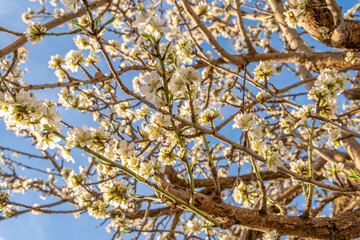 Close-up of almond blossoms (Prunus dulcis) on a sunny day