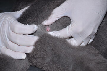 a veterinarian performs catheterization of the bladder of a cat with urolithiasis