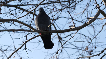 Alone pigeon sit on a branch tree with blue sky background. Selective focus area of pigeon.