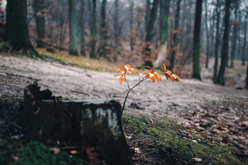 Detail of the forest floor. Beautiful Foliage.