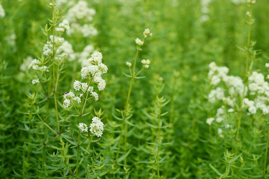 Closeup Galium boreale known as northern bedstraw with blurred background in summer garden